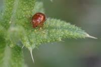 Sphaeroderma