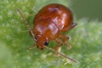 Sphaeroderma