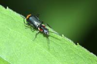 Axinotarsus pulicarius