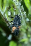 Harmonia axyridis
