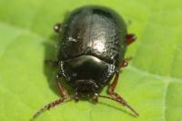 Chrysolina bankii