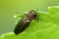 Agrilus