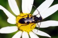 Anoplodera sexguttata