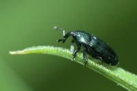Aulacobaris coerulescens