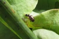 Omonadus bifasciatus