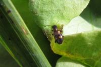 Omonadus bifasciatus