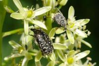 Oxythyrea funesta