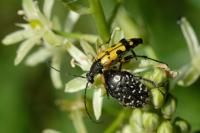 Rutpela maculata
