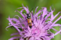 Stenurella bifasciata