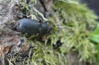 Dorcus parallelipipedus