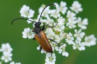 Pseudovadonia livida