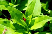 Apoderus coryli