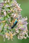 Clanoptilus elegans