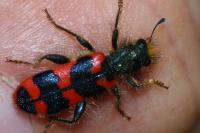 Trichodes alvearius