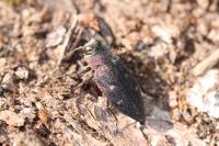 Chrysobothris affinis