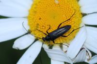 Rutpela nigra