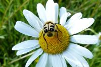 Trichius fasciatus