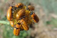 Exosoma lusitanicum