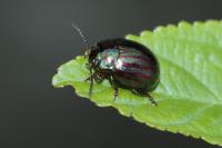 Chrysolina americana