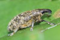 Cyphocleonus trisulcatus