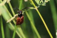 Drilus flavescens