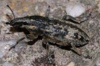Mecaspis alternans