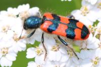 Trichodes alvearius