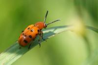 Crioceris duodecimpunctata