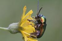 Cryptocephalus