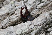 Lucanus cervus
