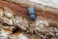 Dorcus parallelipipedus