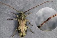 Exocentrus adspersus