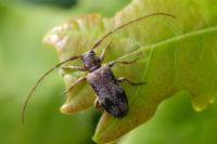 Exocentrus adspersus