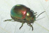 Chrysolina graminis