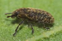 Rhinocyllus conicus