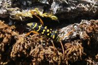 Plagionotus arcuatus