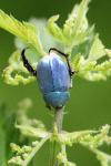 Hoplia coerulea