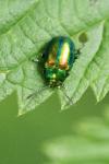 Chrysolina fastuosa