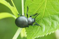 Timarcha tenebricosa