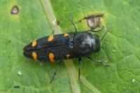Ptosima undecimmaculata