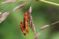 Rhagonycha fulva