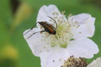 Stenurella melanura