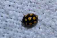 Oenopia lyncea