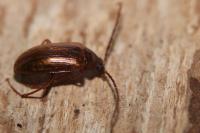 Gonodera luperus