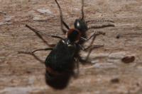 Axinotarsus pulicarius