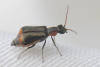 Axinotarsus marginalis