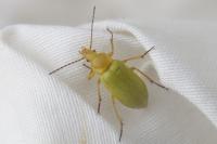 Cteniopus sulphureus