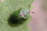 Cassida rubiginosa