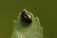 Hyperaspis campestris