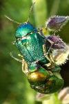Cryptocephalus